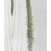 Forest Finds-Botanical Prints