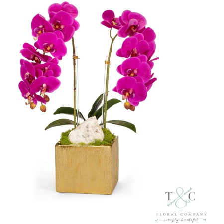Fuchsia Double Orchid in Gold Square - 10L x 9W x 21H Floral Arrangement