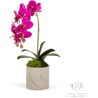 Fuchsia Orchid in White Marble Container - 7L x 10W x 22H Floral Arrangement