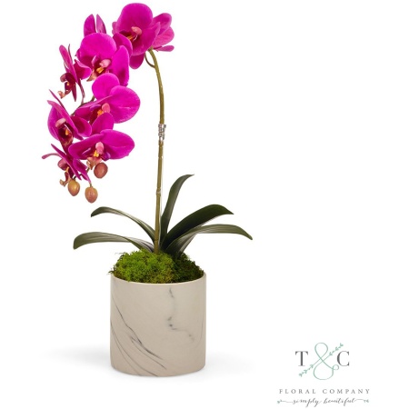 Fuchsia Orchid in White Marble Container - 7L x 10W x 22H Floral Arrangement