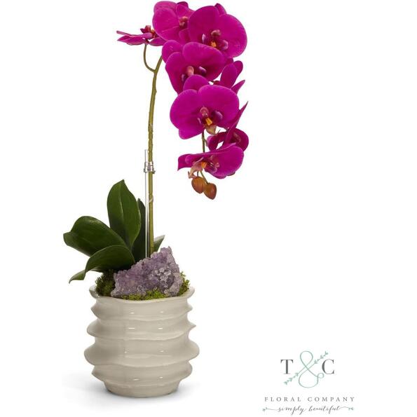 Fuchsia Orchid In White Wavy Pot With Amethyst - 7L X 7W X 22H Floral Arrangement