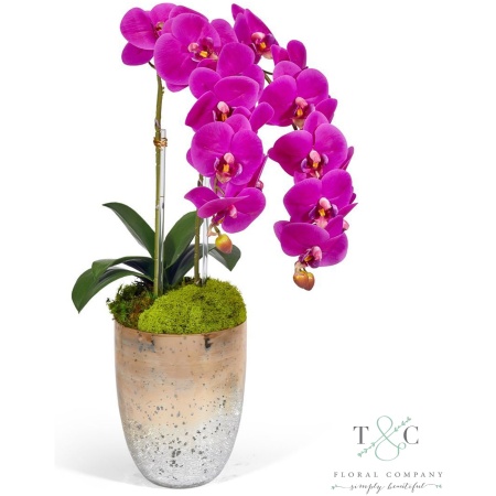 Fuchsia Double Orchid in Champagne Gold Glass Container - 23L X 8W X 8H Floral Arrangement
