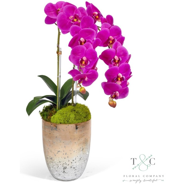 Fuchsia Double Orchid In Champagne Gold Glass Container - 23L X 8W X 8H Floral Arrangement