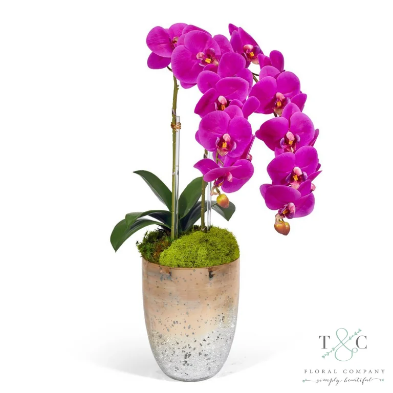 Fuchsia Double Orchid in Champagne Gold Glass Container - 23L X 8W X 8H Floral Arrangement