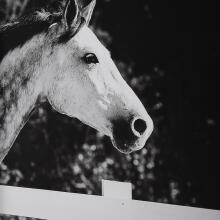 Galloping Forward-Framed Prints