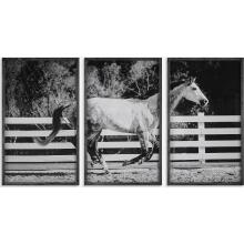 Galloping Forward-Framed Prints