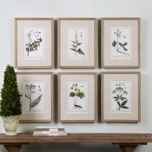 Green Floral Botanical Study-Floral Prints