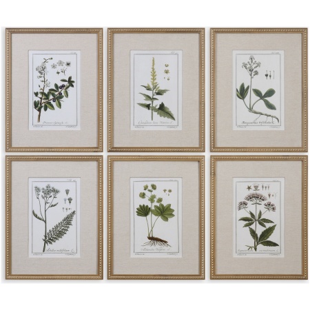 Green Floral Botanical Study-Floral Prints