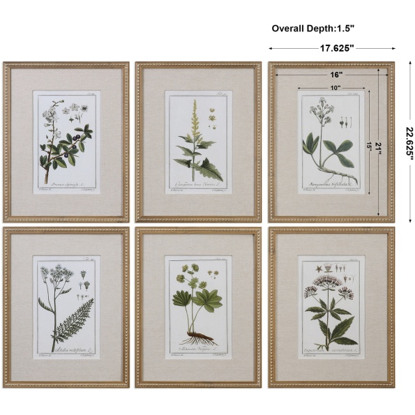 Green Floral Botanical Study Prints S/6