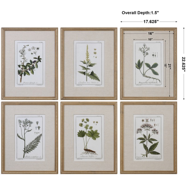 Green Floral Botanical Study Prints S/6