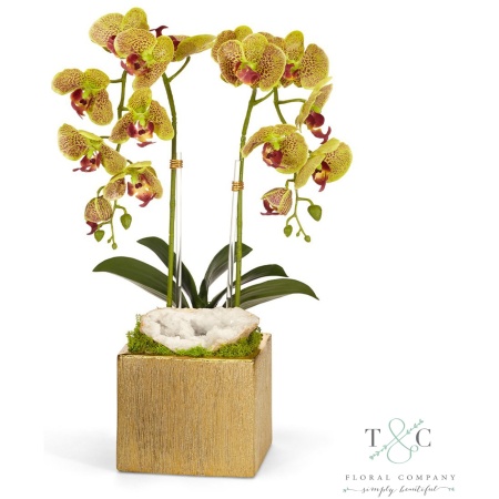 Green Double Orchid in Gold Square - 10L x 9W x 21H Floral Arrangement