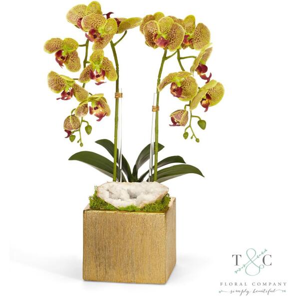 Green Double Orchid in Gold Square - 10L x 9W x 21H Floral Arrangement