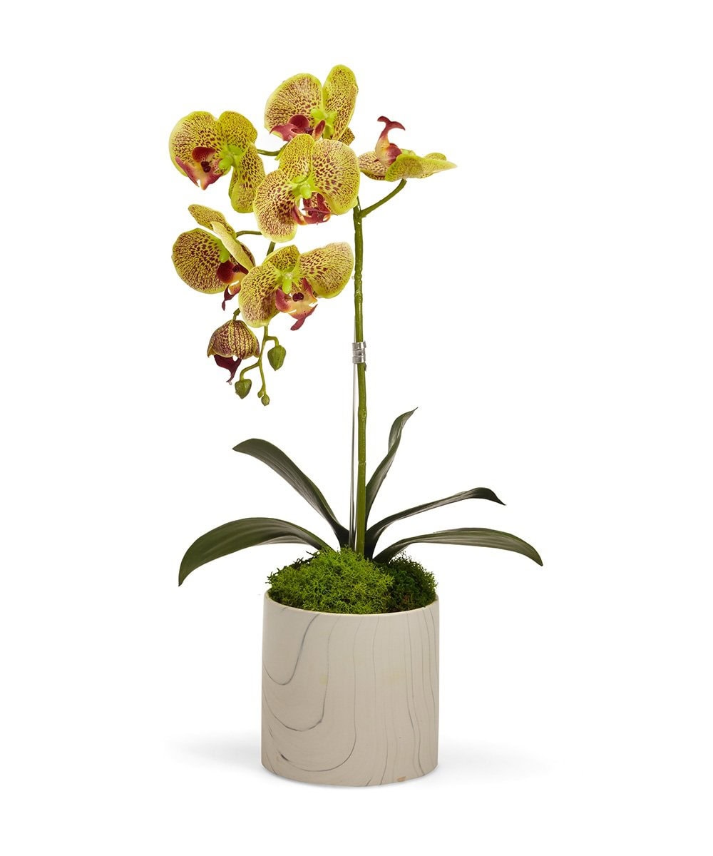 Green Single Orchid in White Marble Container - 9L x 9W x 20H Floral Arrangement
