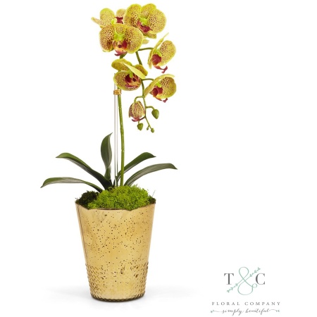 Green Orchid in Gold Vintage Vase - 7L x 10W x 22H Floral Arrangement