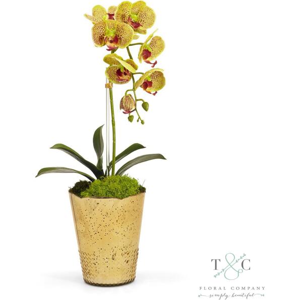 Green Orchid in Gold Vintage Vase - 7L x 10W x 22H Floral Arrangement