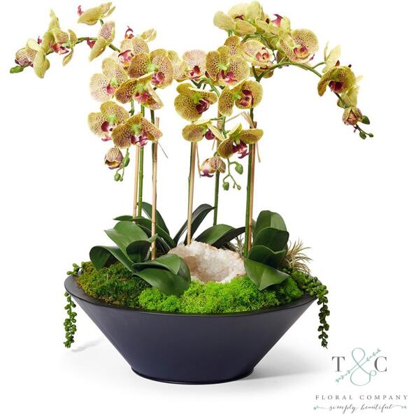 Green Orchids in Sleek Metal Container - 22L x 22W x 26H Floral Arrangement