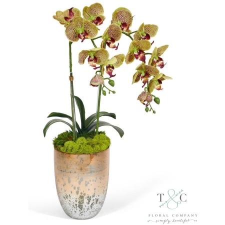 Green Double Orchid in Champagne Gold Glass Container - 23L X 8W X 8H Floral Arrangement