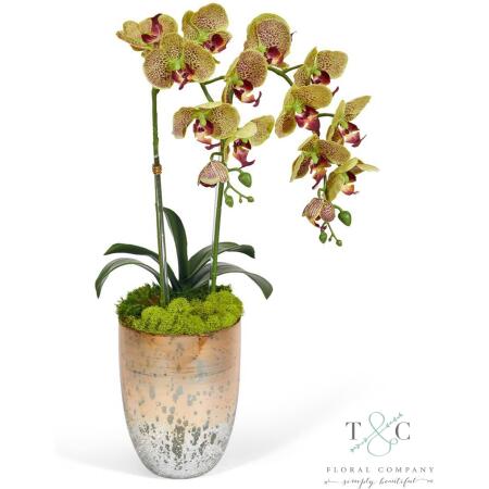 Green Double Orchid in Champagne Gold Glass Container - 23L X 8W X 8H Floral Arrangement