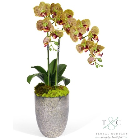 Green Double Orchid in Vintage Beehive Vase - 23L X 8W X 8H Floral Arrangement
