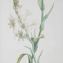 Heirloom Blooms-Botanical Prints