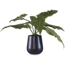 Mari Calla-Botanicals