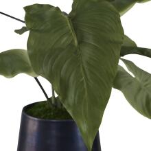 Mari Calla-Botanicals