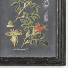 Midnight Botanicals-Wall Art