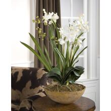 Moth Orchid-Florals