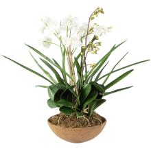 Moth Orchid-Florals