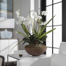 Moth Orchid-Florals
