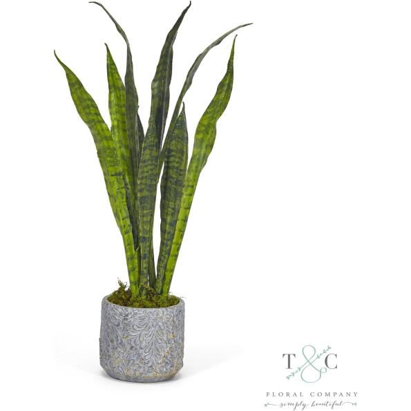 Mother-in-Law Tongue - 24L X 7W X 7H Floral Arrangement