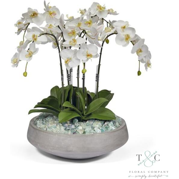 Orchids in Concrete Vessel - 30L X 22W X 20H Floral Arrangement