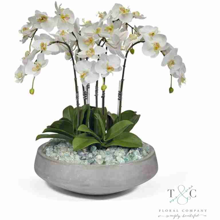 Orchids in Concrete Vessel - 30L X 22W X 20H Floral Arrangement