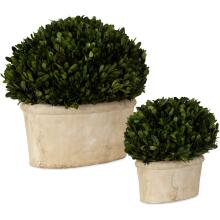 Preserved Boxwood-Trees-Greenery