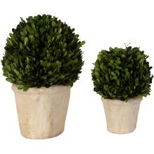 Preserved Boxwood-Trees-Greenery
