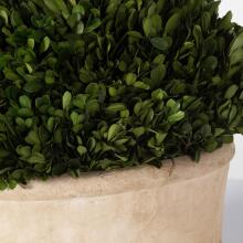Preserved Boxwood-Trees-Greenery