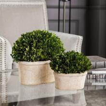 Preserved Boxwood-Trees-Greenery