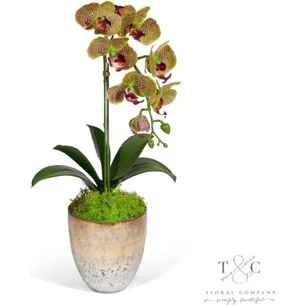 Single Green Orchid in Champagne Vase - 18L X 8W X 8H Floral Arrangement