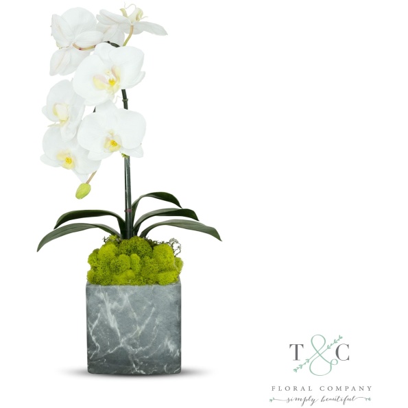 Single White Orchid With Moss In Black And Gray Faux Marble Container - 8L X 8W X 24H Floral Arrangement