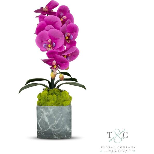 Single Fuchsia Orchid with Moss in Black and Gray Faux Marble Container - 8L x 8W x 24H Floral Arrangement
