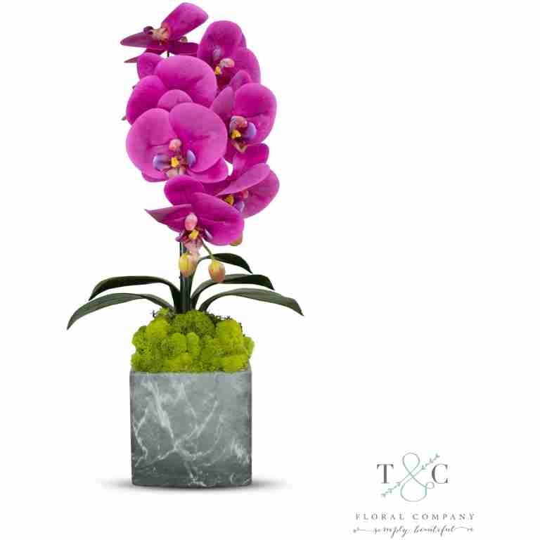 Single Fuchsia Orchid with Moss in Black and Gray Faux Marble Container - 8L x 8W x 24H Floral Arrangement