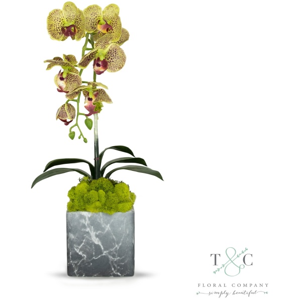Single Green Orchid With Moss In Black And Gray Faux Marble Container - 8L X 8W X 24H Floral Arrangement