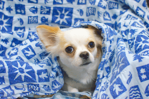 house decor and pets