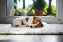 Tips for Pet Friendly Home Design Dallas Easy Maintenance Fabrics 1 jpg
