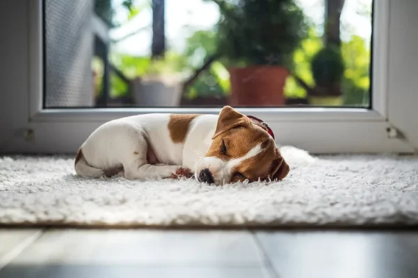 Tips for Pet Friendly Home Design Dallas Easy Maintenance Fabrics 1 jpg
