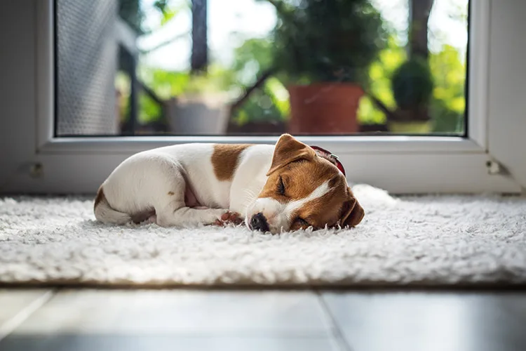 Tips For Pet-Friendly Home Design Dallas Easy Maintenance Fabrics 