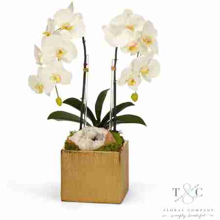 White Double Orchid in Gold Square - 10L x 9W x 21H Floral Arrangement