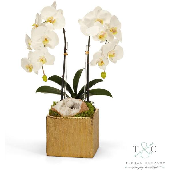 White Double Orchid In Gold Square - 10L X 9W X 21H Floral Arrangement