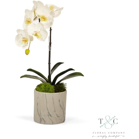 White Single Orchid in White Marble Container - 9L x 9W x 20H Floral Arrangement
