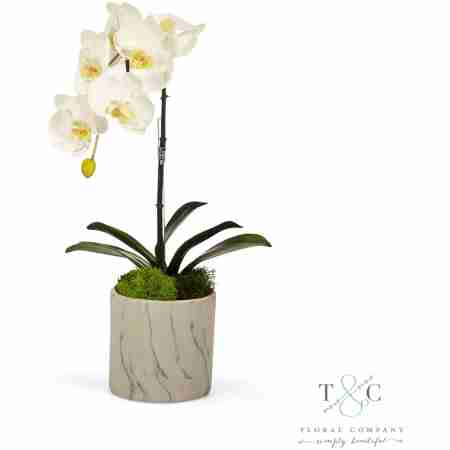 White Single Orchid in White Marble Container - 9L x 9W x 20H Floral Arrangement